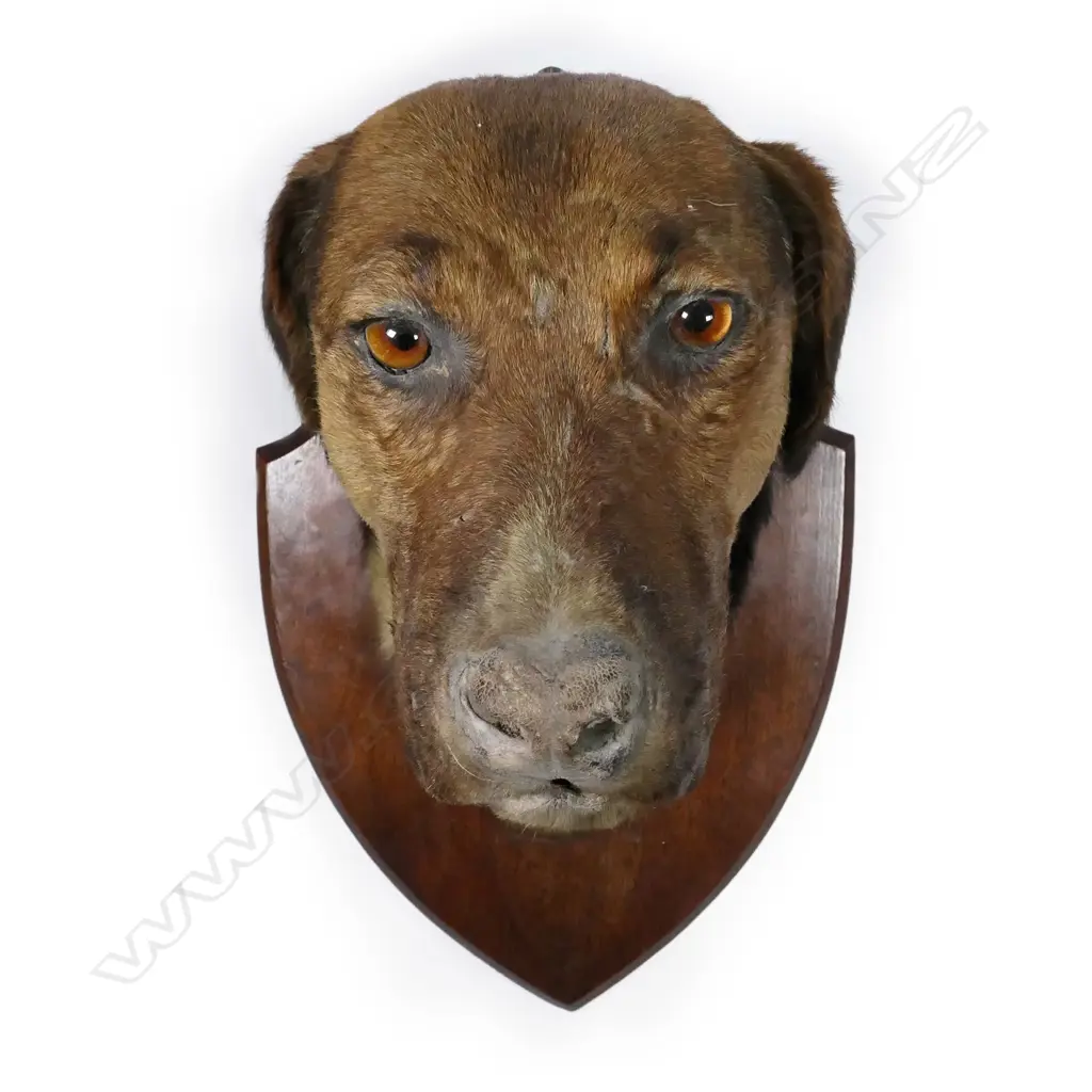 A 19thC taxidermy hound's head Image 1++