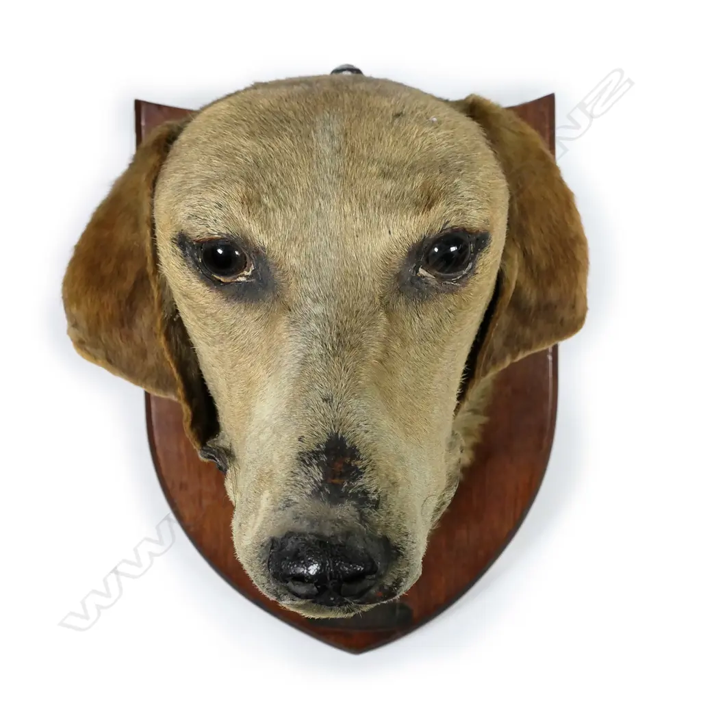 A 19thC taxidermy hound's head Image 1++