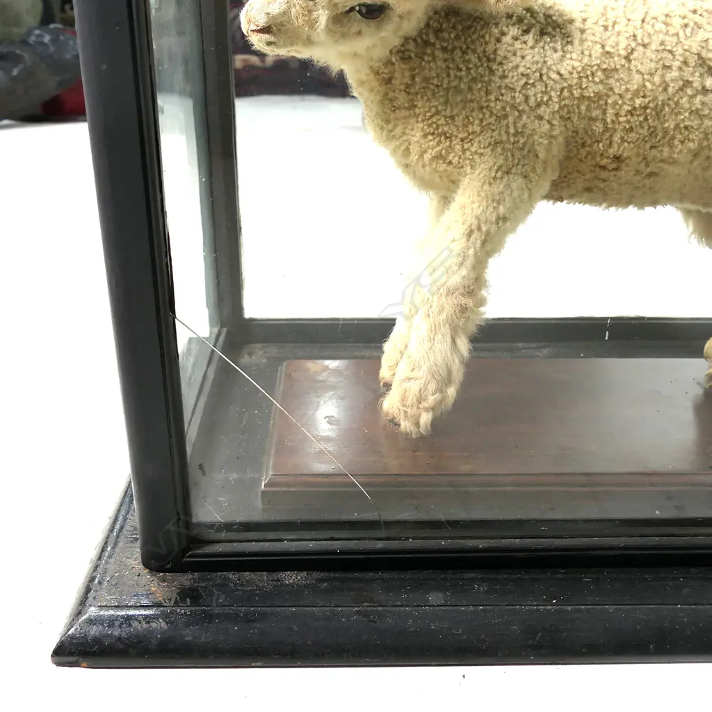 A rare two-headed lamb full taxidermy mount in glazed case Image 1++