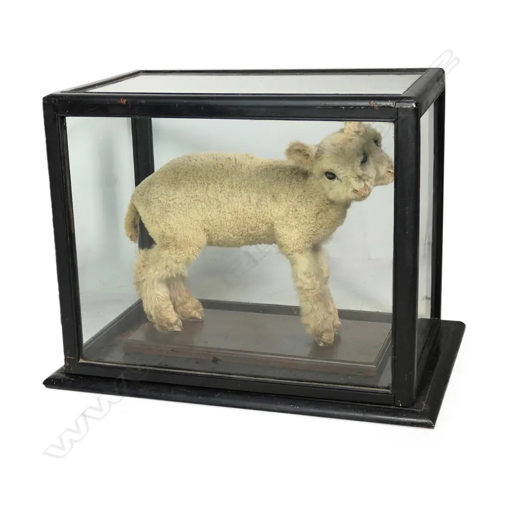 A rare two-headed lamb full taxidermy mount in glazed case Image 1++