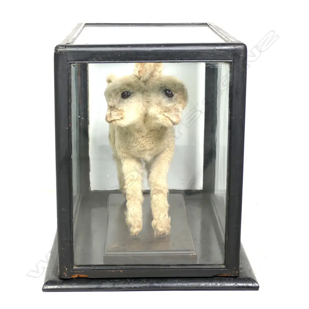 A rare two-headed lamb full taxidermy mount in glazed case Image 1++