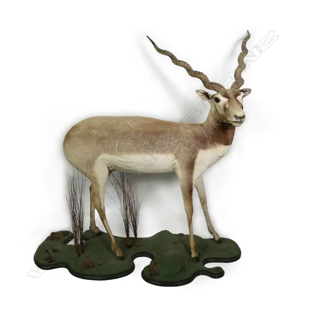 CATALOGUE CORRECTION: An Indian/Nepalese antelope or blackbuck rather than a lechwe antelope full body taxidermy mount Image 1++