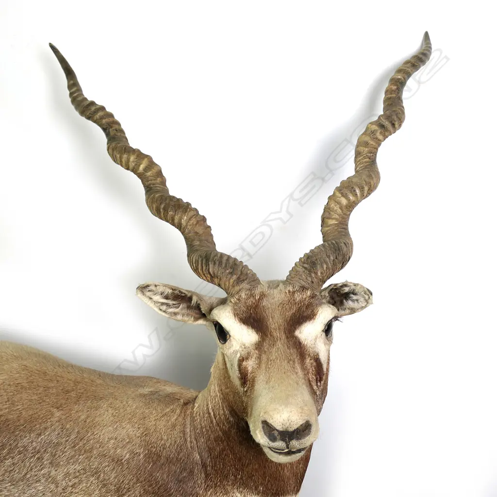CATALOGUE CORRECTION: An Indian/Nepalese antelope or blackbuck rather than a lechwe antelope full body taxidermy mount Image 1++
