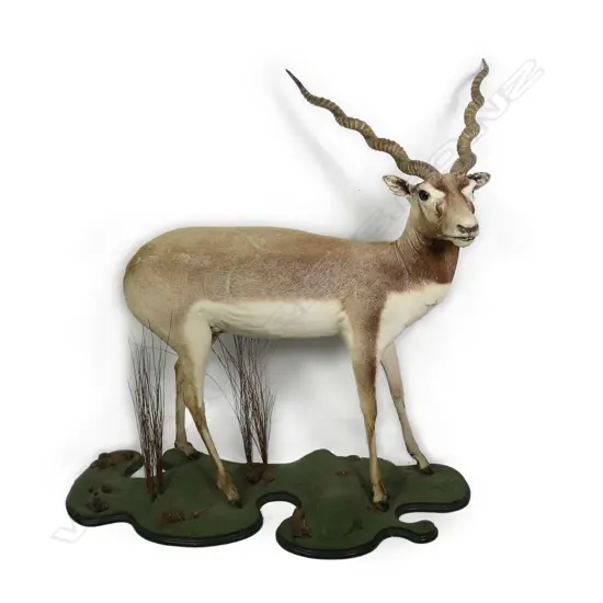 CATALOGUE CORRECTION: An Indian/Nepalese antelope or blackbuck rather than a lechwe antelope full body taxidermy mount