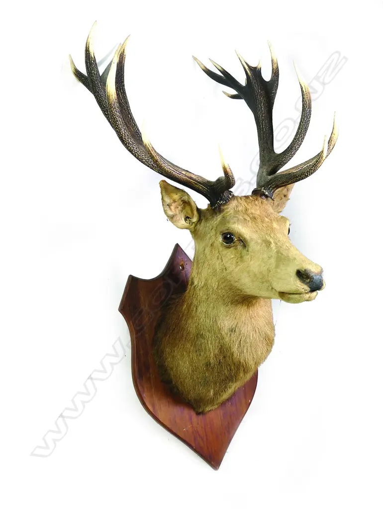 A large taxidermy stag's head Image 1++