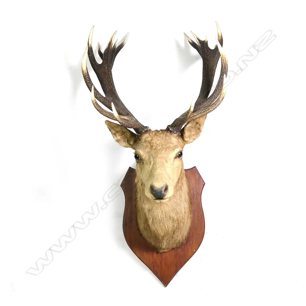 A large taxidermy stag's head Image 1++