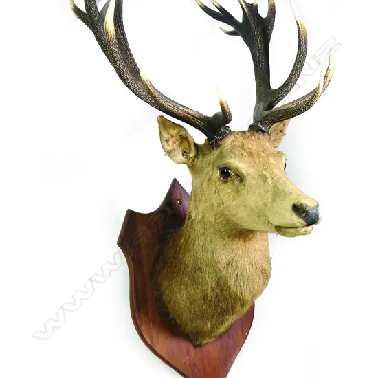 A large taxidermy stag's head