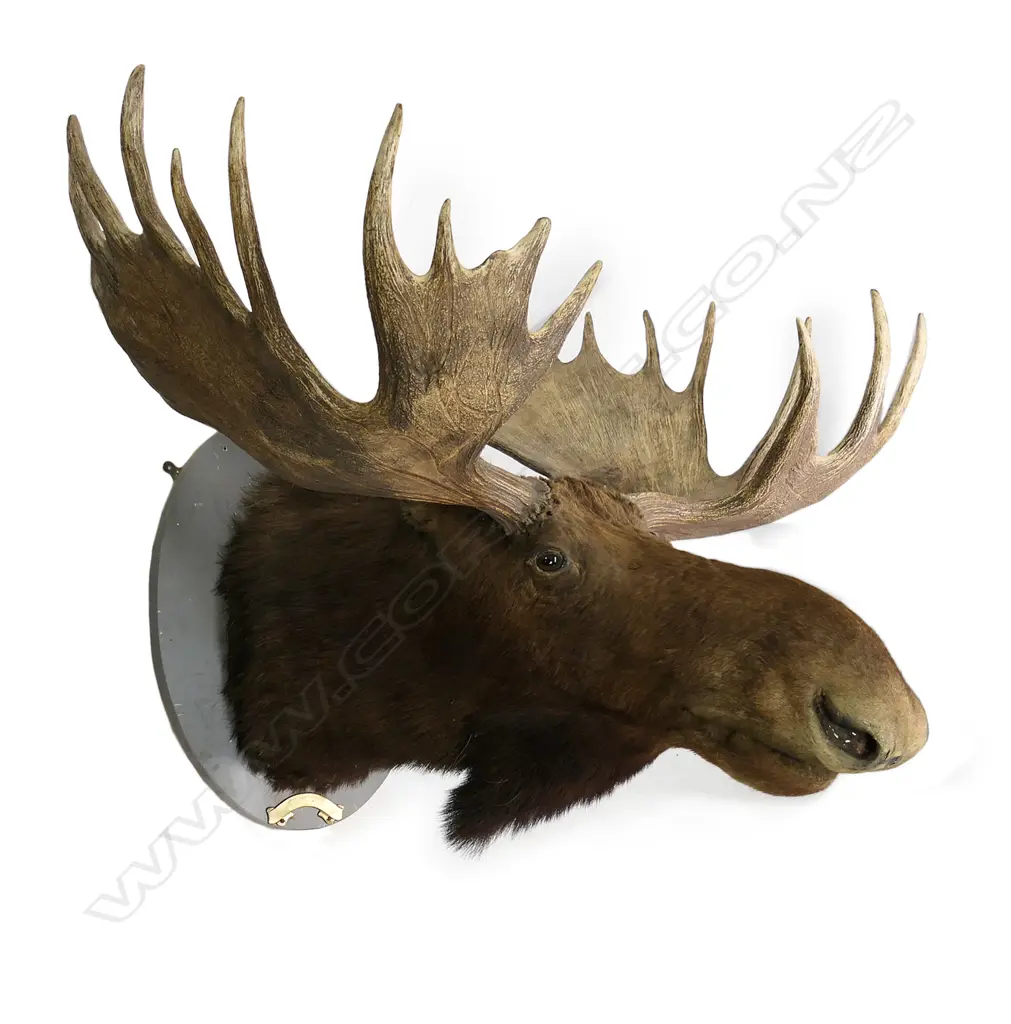 A 1919 taxidermy moose head Image 1++
