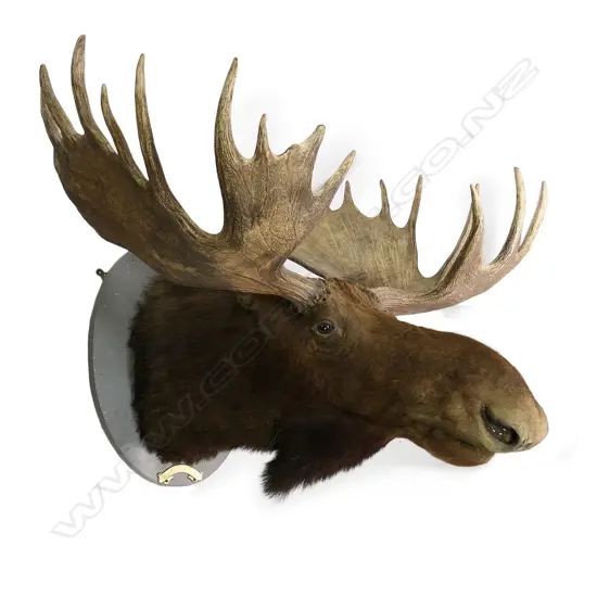 A 1919 taxidermy moose head