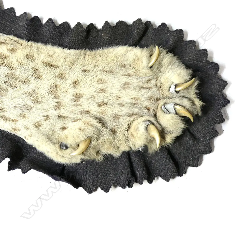 A vintage leopard skin Image 1++