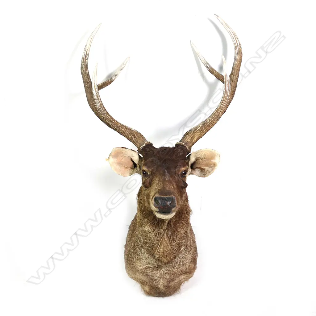 A taxidermy champion record holder Samba shoulder mount Image 1++