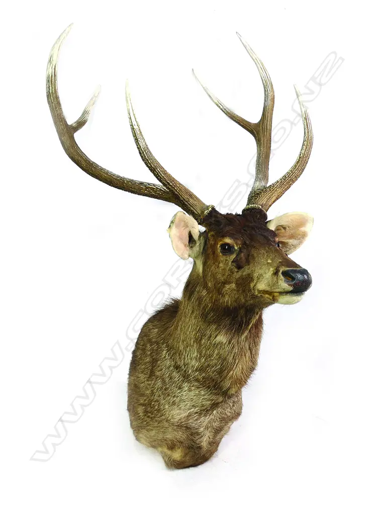 A taxidermy champion record holder Samba shoulder mount Image 1++