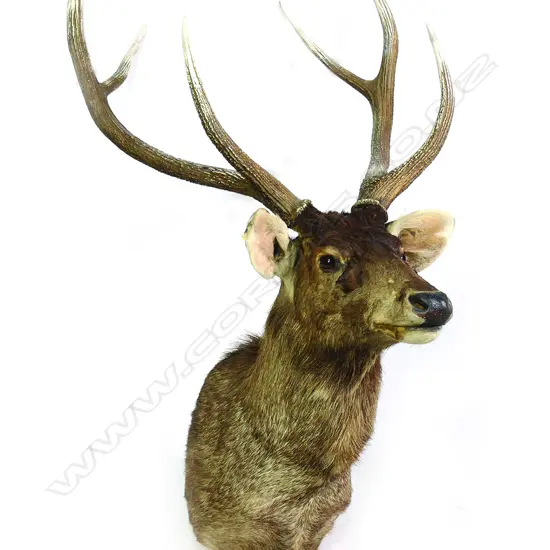 A taxidermy champion record holder Samba shoulder mount