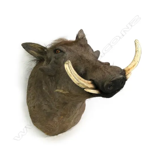 A taxidermy warthog shoulder mount