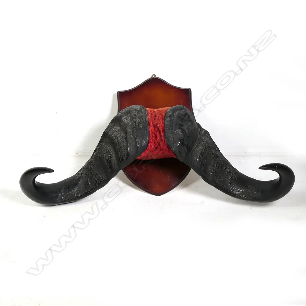 A pair of large water buffalo mounted horns Image 1++