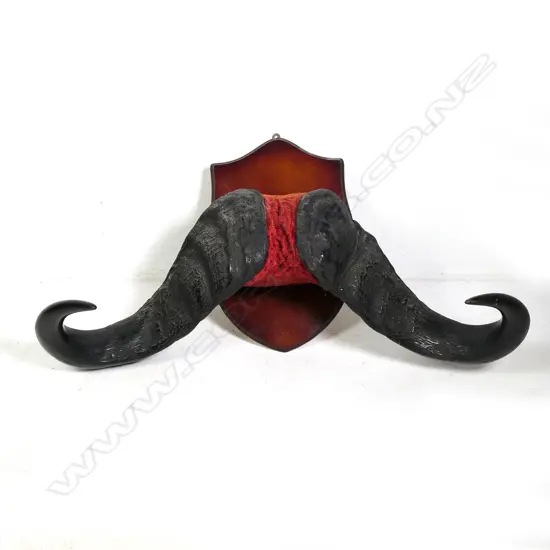 A pair of large water buffalo mounted horns