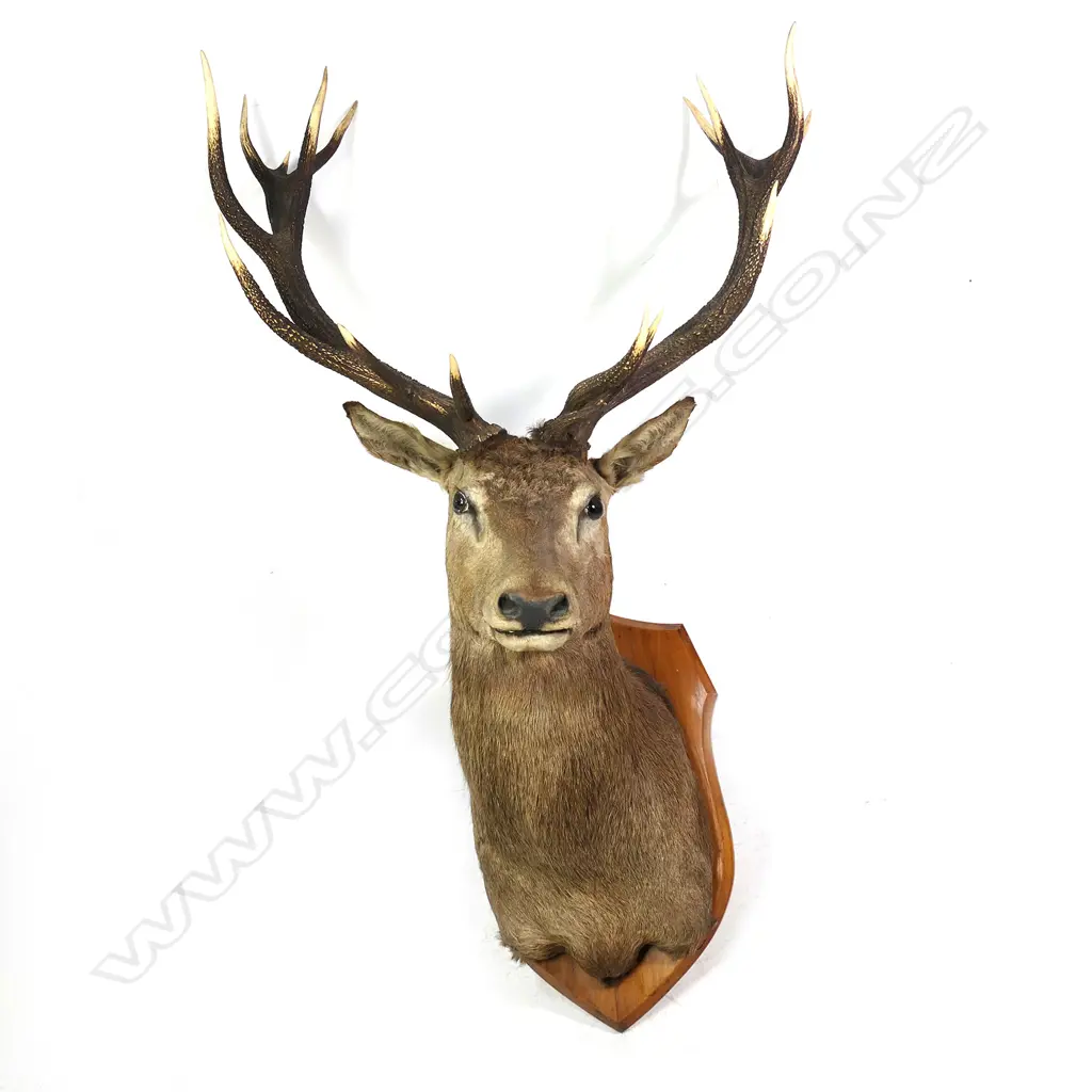 A 20thC Red stag shoulder mount taxidermy deer Image 1++