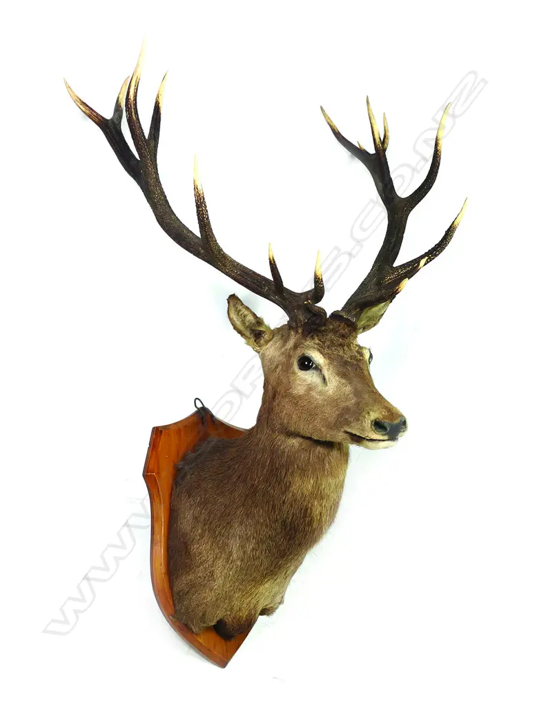 A 20thC Red stag shoulder mount taxidermy deer Image 1++
