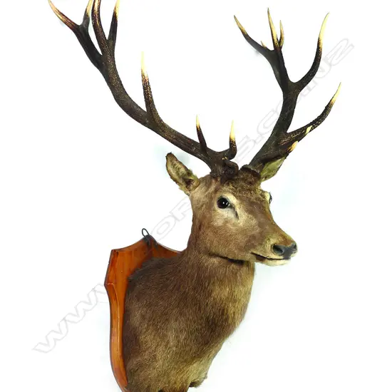 A 20thC Red stag shoulder mount taxidermy deer