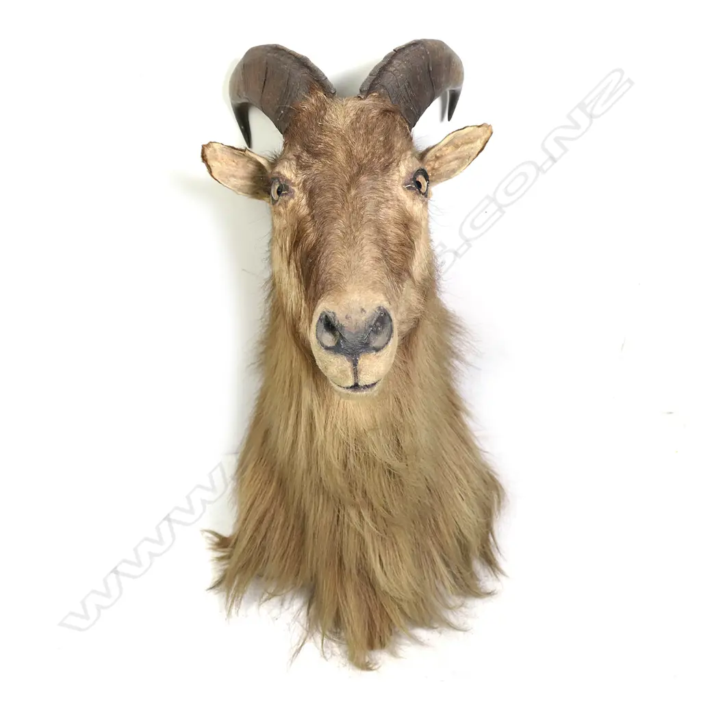 A taxidermy thar head Image 1++