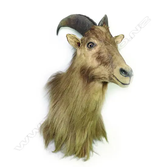 A taxidermy thar head