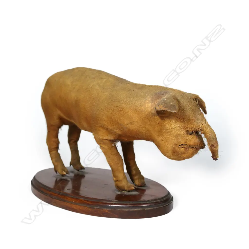A vintage malformed taxidermy piglet Image 1++