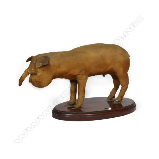 A vintage malformed taxidermy piglet