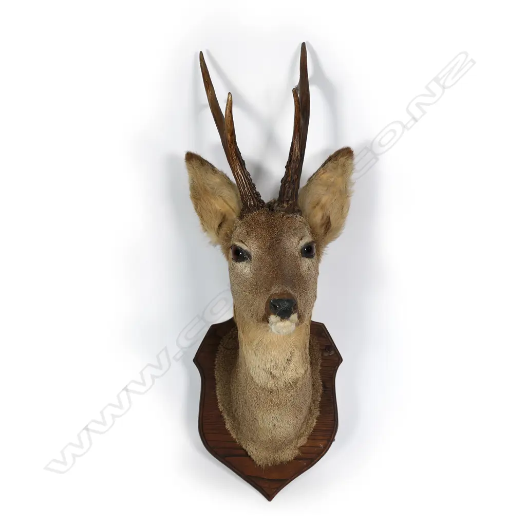 A taxidermy small white tail buck deer Image 1++