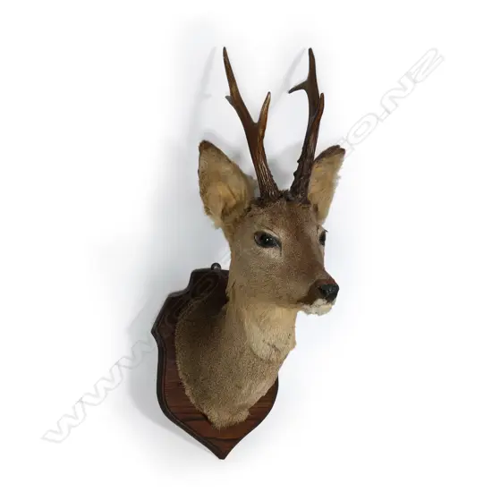 A taxidermy small white tail buck deer