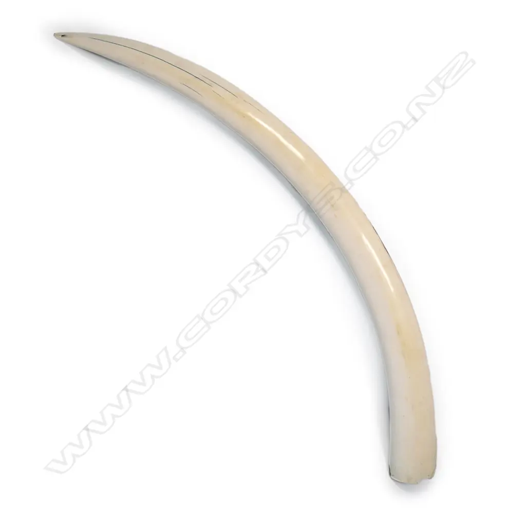 A small elephant tusk with fine engraved decoration of African animals and birds Image 1++