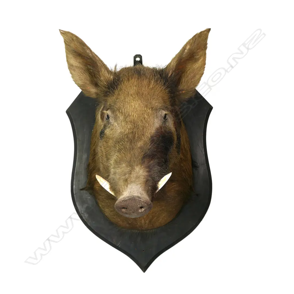 A vintage taxidermy boar's head Image 1++