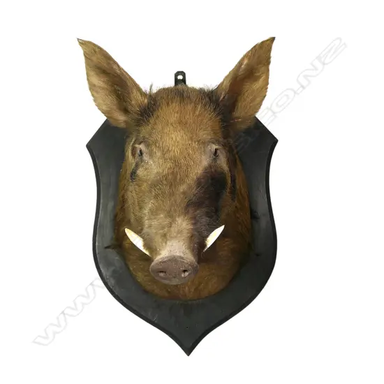 A vintage taxidermy boar's head