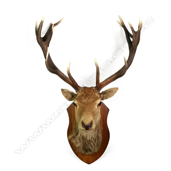 A taxidermy red deer stag shoulder mount
