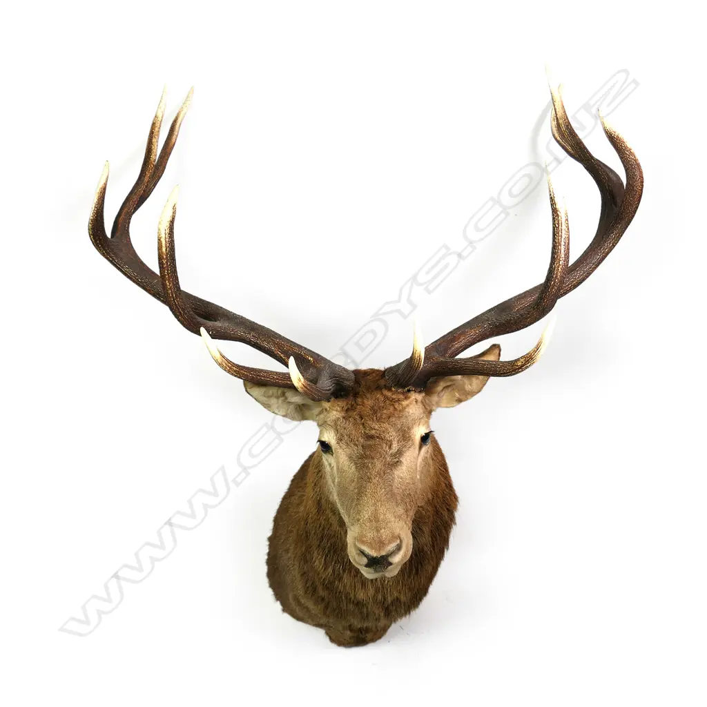 A taxidermy red deer stag shoulder mount Image 1++