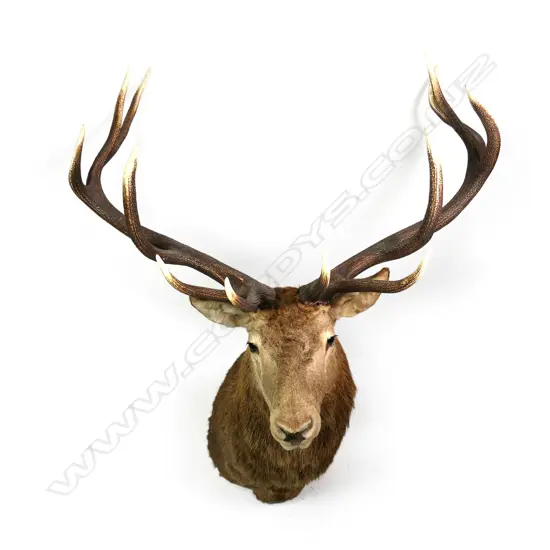 A taxidermy red deer stag shoulder mount