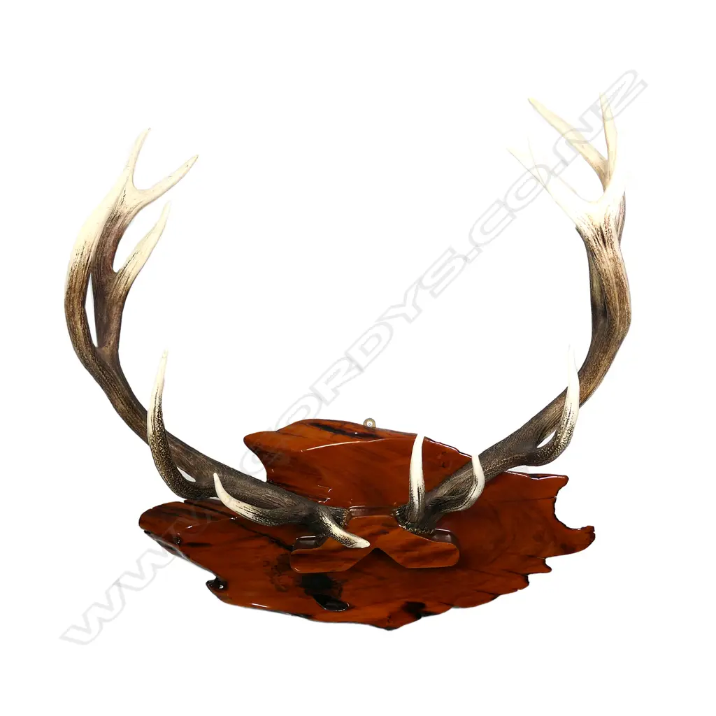 A mounted pair of red deer stag antlers Image 1++