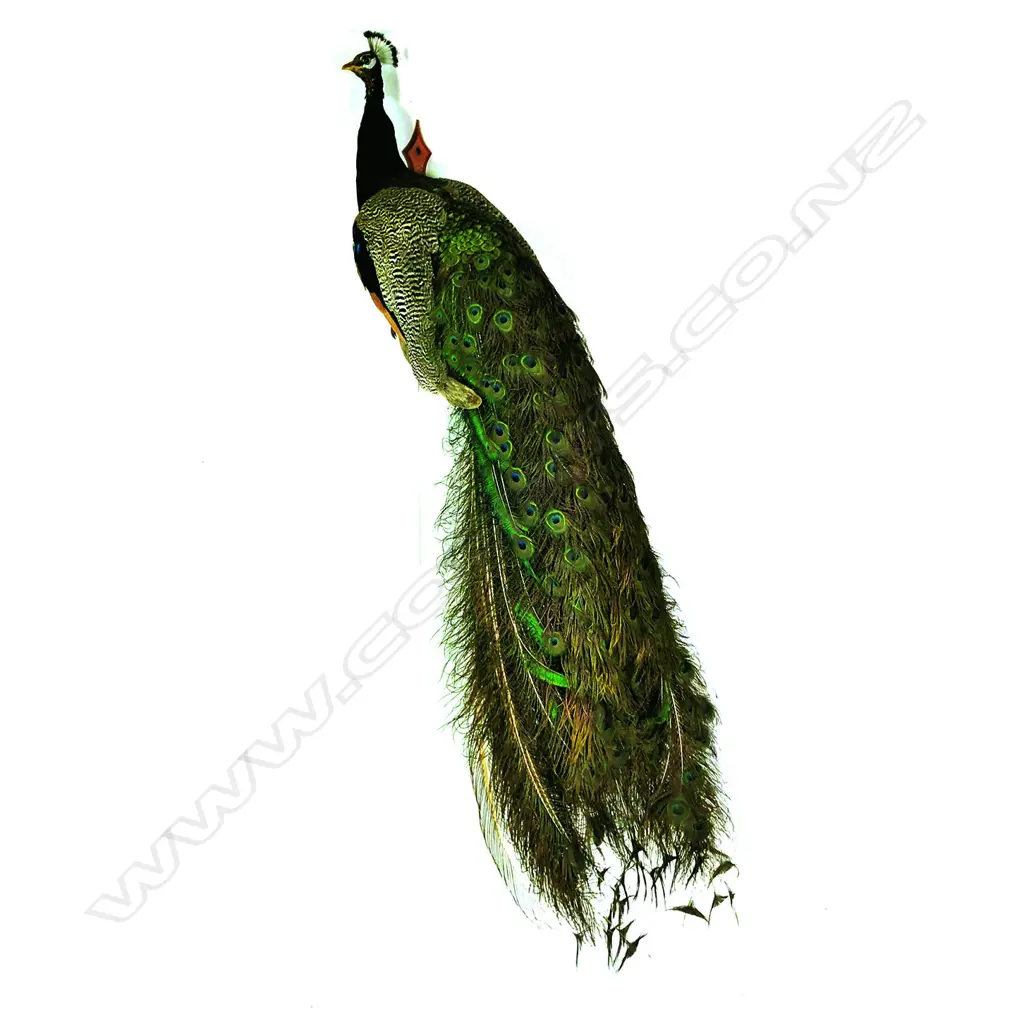 A taxidermy male peacock Image 1++