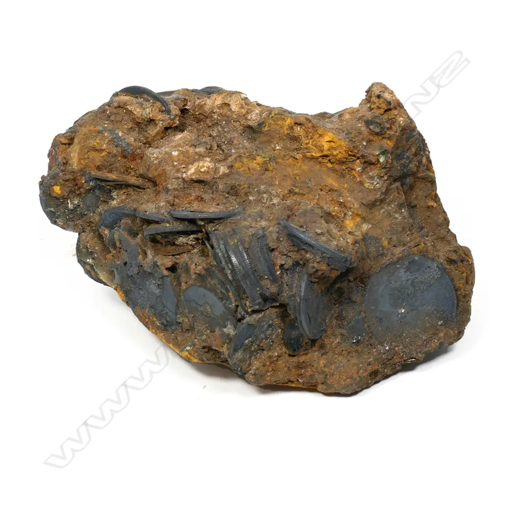A clump/cluster of coins from the Elingamite wreck Image 1++