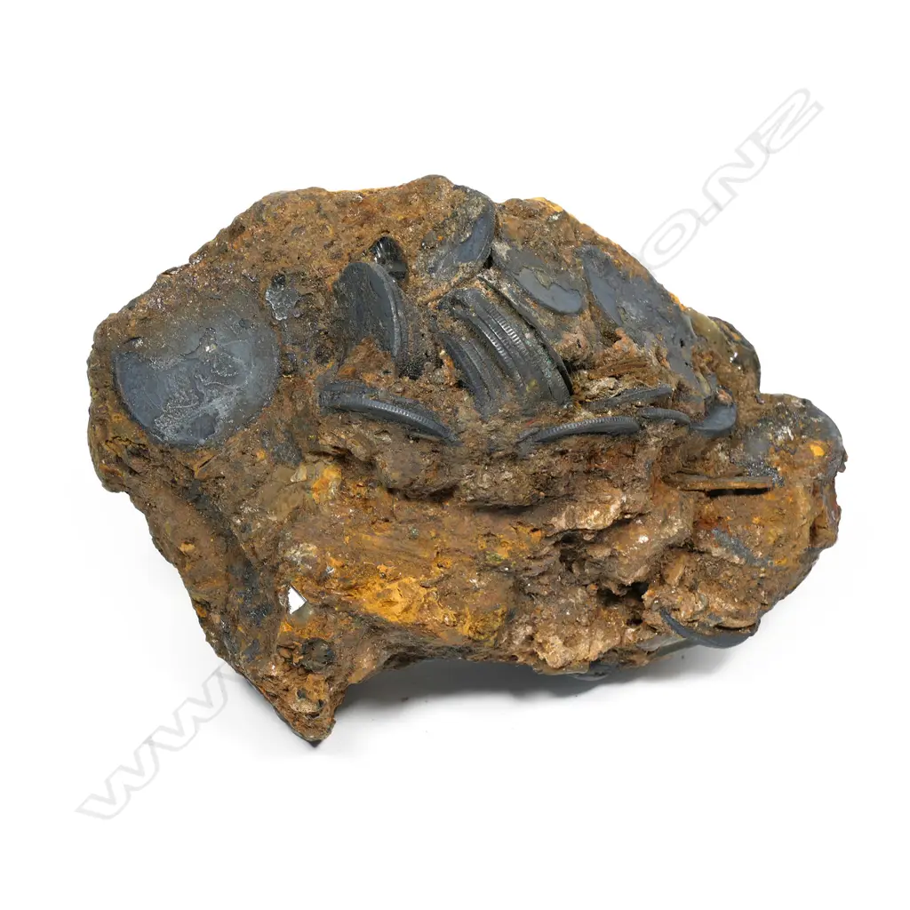 A clump/cluster of coins from the Elingamite wreck Image 1++