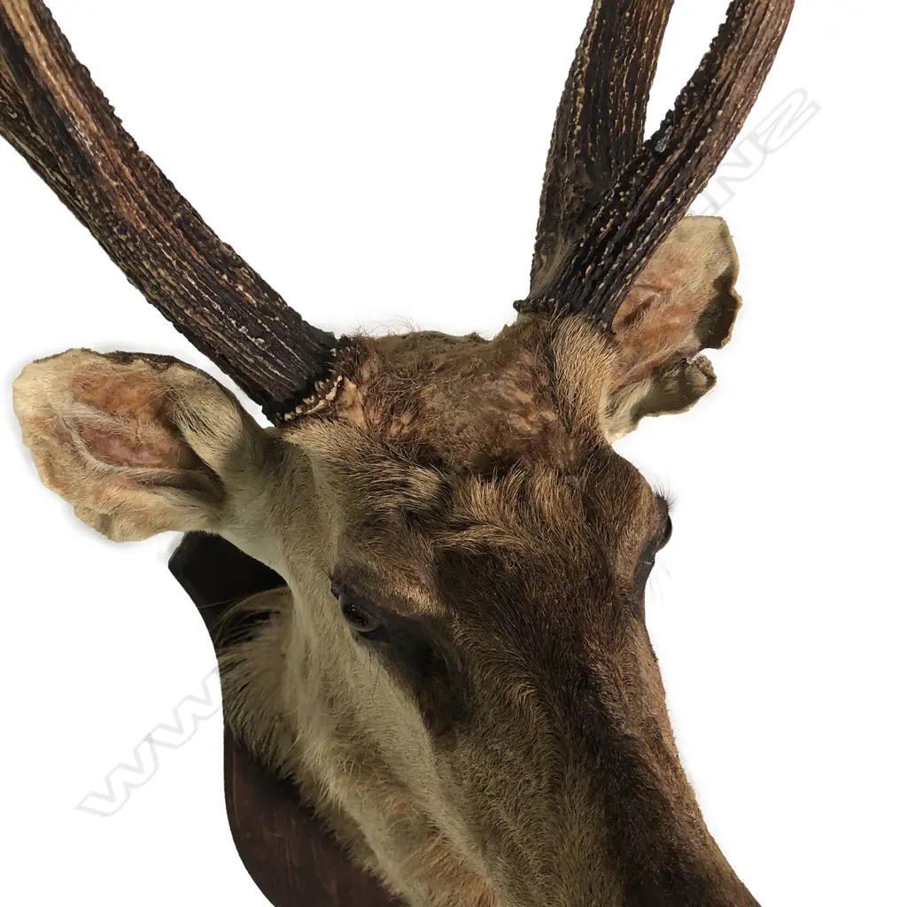 A taxidermy 6-pointer Samba deer head mount Image 1++