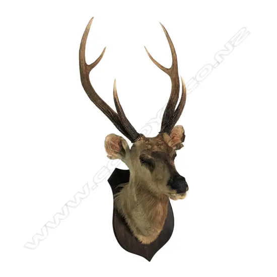 A taxidermy 6-pointer Samba deer head mount