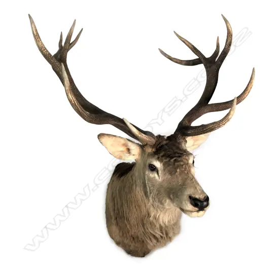 A taxidermy 16-pointer Royal Red deer head mount