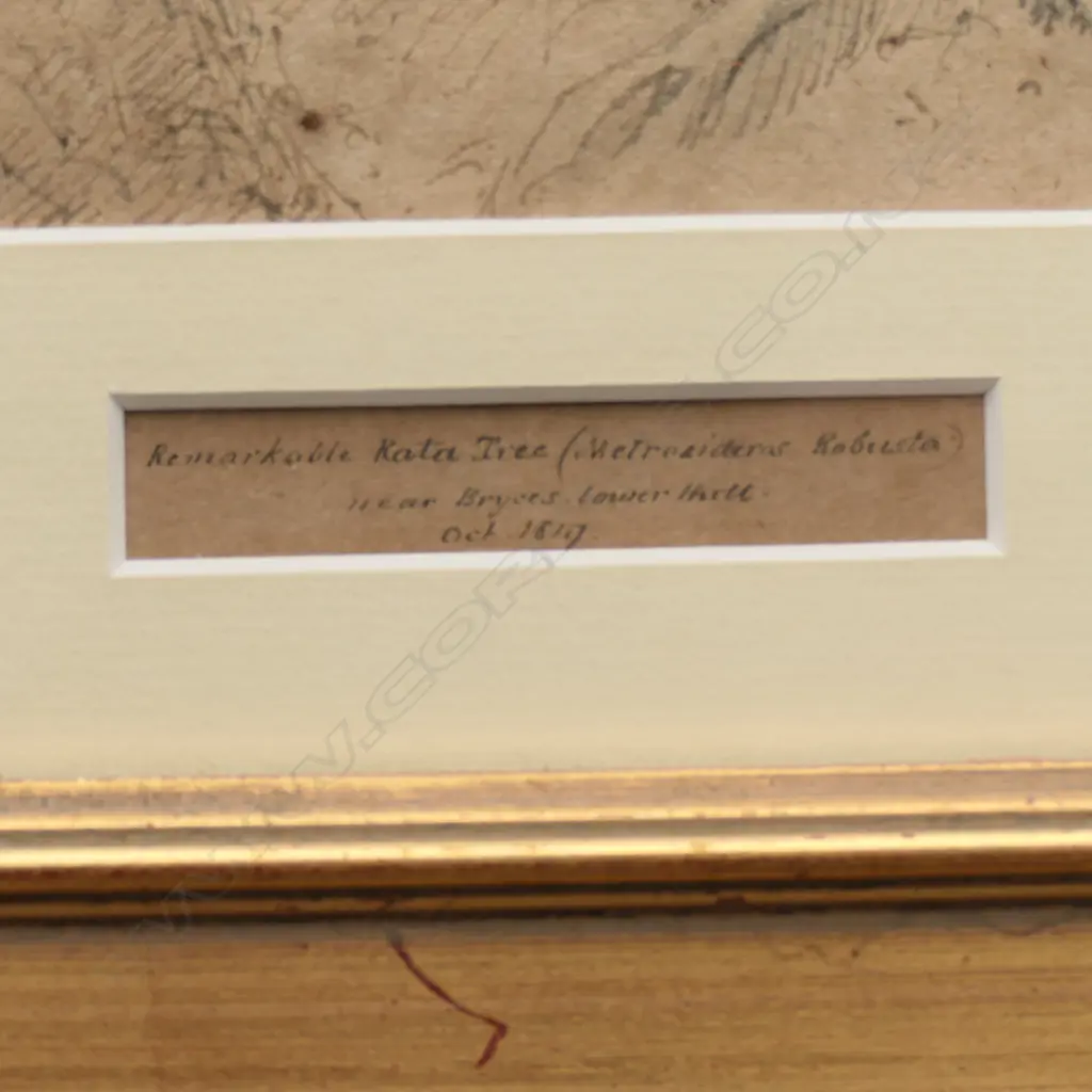 William Swainson (1789-1855) Image 1++