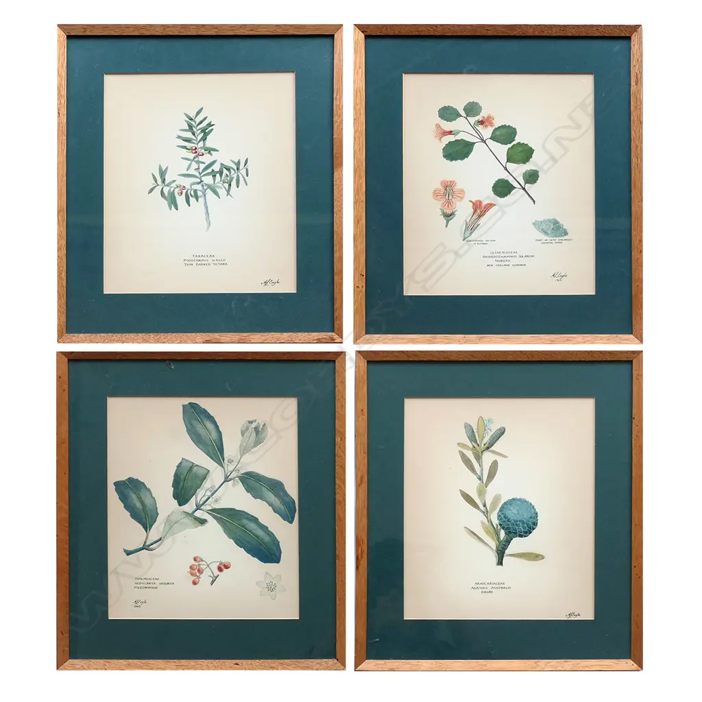 A set of four New Zealand botanical fine watercolour paintings by Audrey Eagle, each entitled with botanical and common names and signed, including: 'Kauri’, 'Gloxinia', 'Pigeonwood' and 'Thin Barked Totara'. 255 x 200mm image size. In original thin oak frame under glass. Two dated 1965. Copy of letter available from the artist to the woman who commissioned this set, dated 11 Feb. 1965. Image 1++