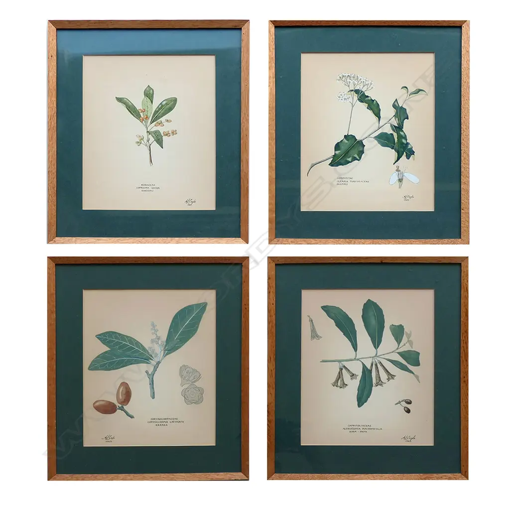 A set of four New Zealand botanical fine watercolour paintings by Audrey Eagle, each entitled with botanical and common names, signed and dated 1965, including: 'Akepiro’, 'Karamu', 'Karaka' and 'Kara-papa'. 255 x 200mm image size. In original thin oak frame under glass. Two dated 1965.  Copy of letter available from the artist to the woman who commissioned this set, dated 11 Feb. 1965. Image 1++