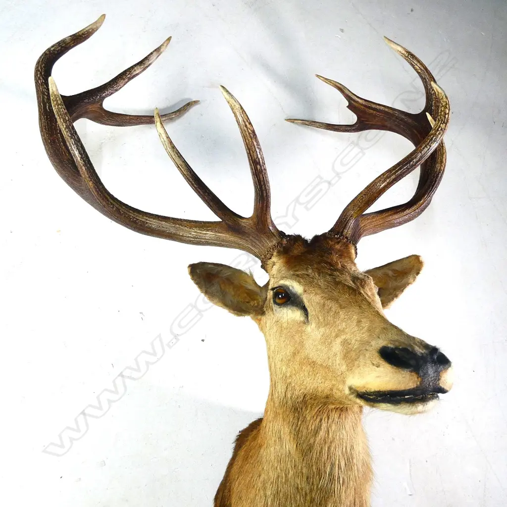 An impressive large red deer stag trophy head, Image 1++