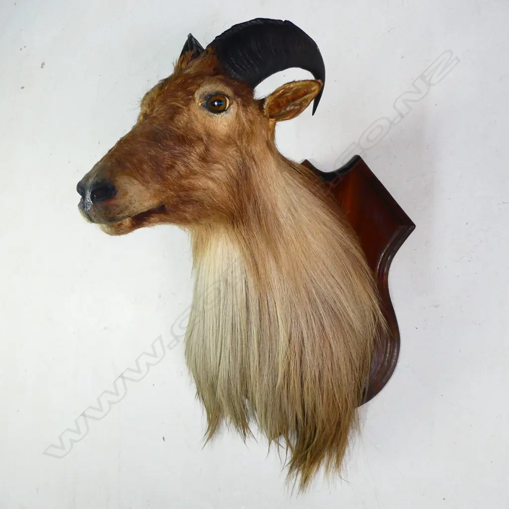 A taxidermy thar head, long chest hair, mounted on shield back board. H.640mm. Image 1++