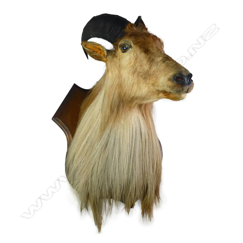A taxidermy thar head, long chest hair, mounted on shield back board. H.640mm. Image 1++