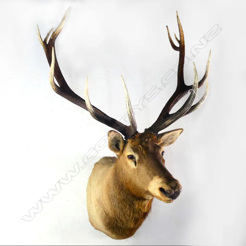 An outstanding large wapiti/elk (Cervus canadensis) trophy head, Image 1++