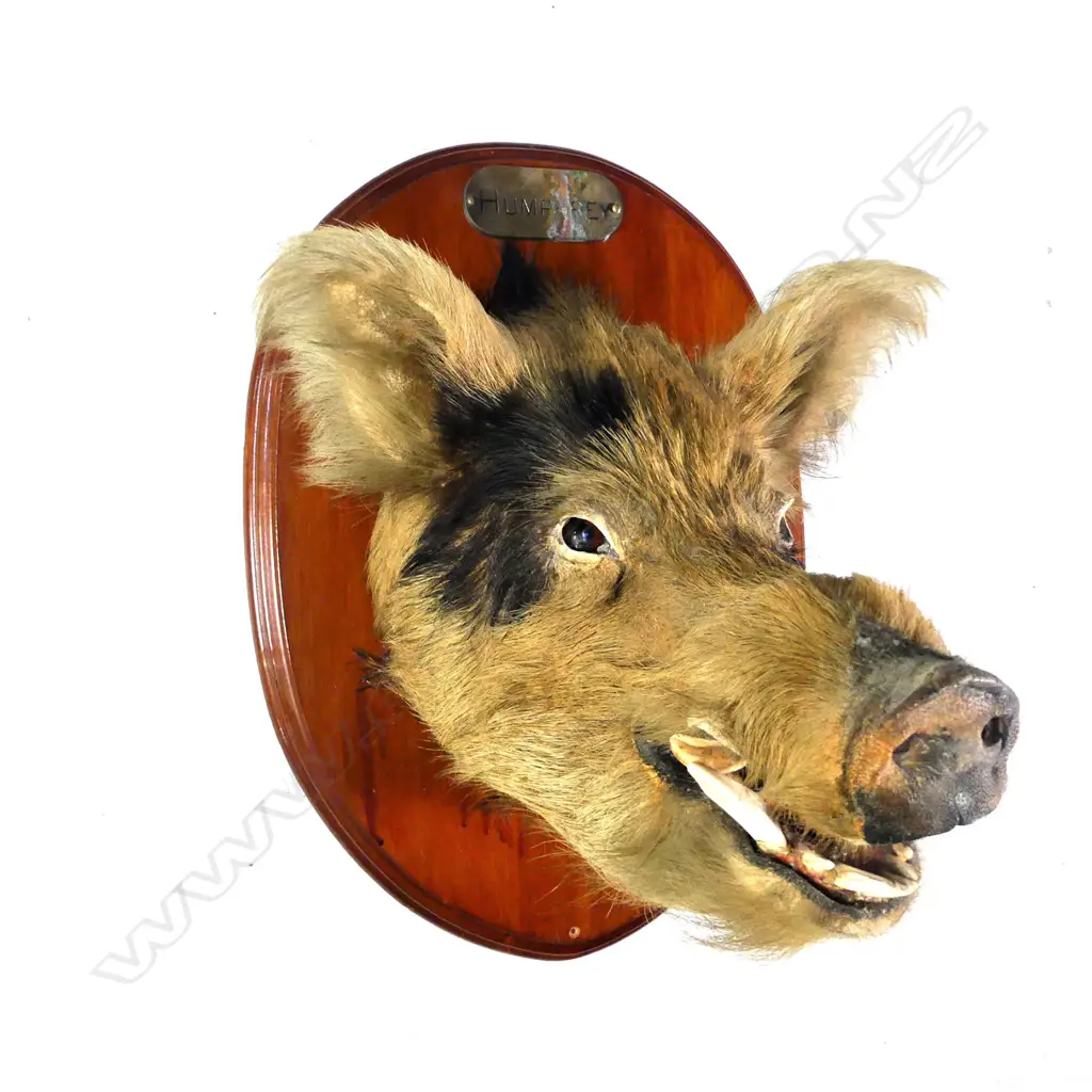 A taxidermy boar's head 'Humphrey', the oval moulded edge back board with name plaque. Provenance: 'Sentenced to death by Barry Crump'. The backboard reverse stamped Noel Guthrie, presumably the taxidermist. Depth 440mm. Image 1++